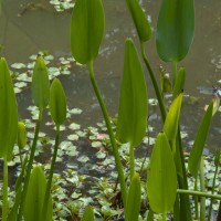 Pickerel Weed